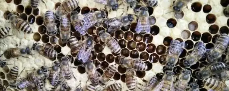 中国常见的蜜蜂有几种,有中华蜜蜂、意大利蜜蜂、东北黑蜂等11种左右-会东网