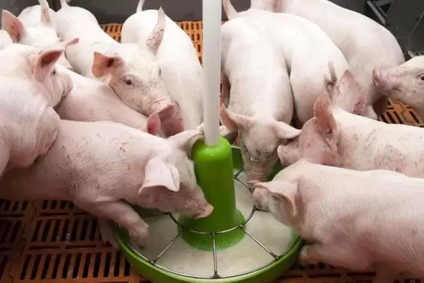 识别新生仔猪正常粪便状态的方法和重点?养猪要做好哪些健康观察细节?插图6 识别新生仔猪正常粪便状态的方法和重点?养猪要做好哪些健康观察细节?插图6