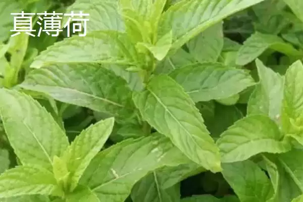 图片[2]-区分真假薄荷的方法和重点？区分真假薄荷要做好哪些细节？-会东网