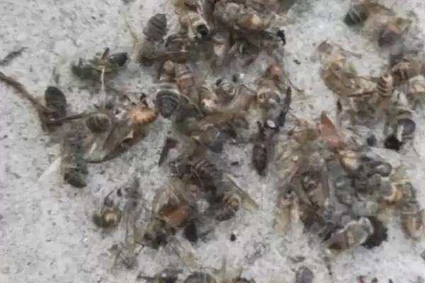 图片[5]-蜜蜂越冬死亡的原因，越冬是蜜蜂生存最大的考验-会东网
