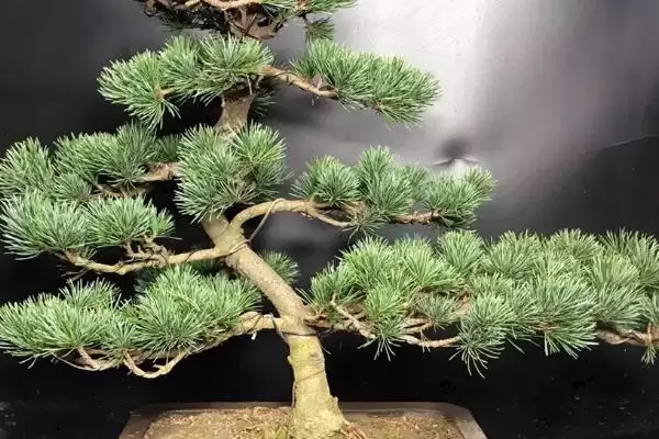 图片[6]-制作五针松盆景的方法和重点？制作五针松盆景要做好哪些细节？-会东网