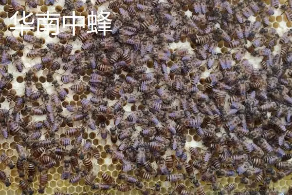 图片[5]-中蜂的品种，群势大小不一-会东网