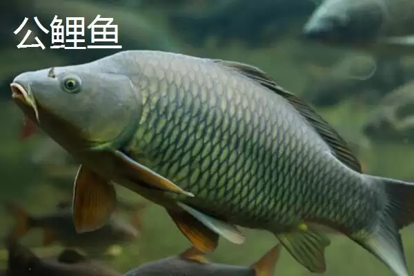 图片[2]-鲤鱼公母的区分方法 ,有哪些技巧可区分鲤鱼公母？-会东网