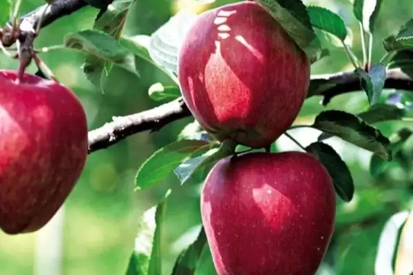 哪些因素会影响苹果着色,温度是主要原因插图4 哪些因素会影响苹果着色,温度是主要原因插图4