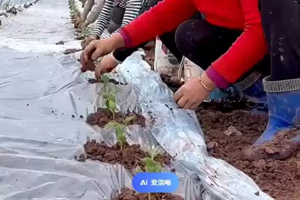 防治西瓜裂瓜的方法和重点？种西瓜要做好哪些细节防裂瓜？插图2