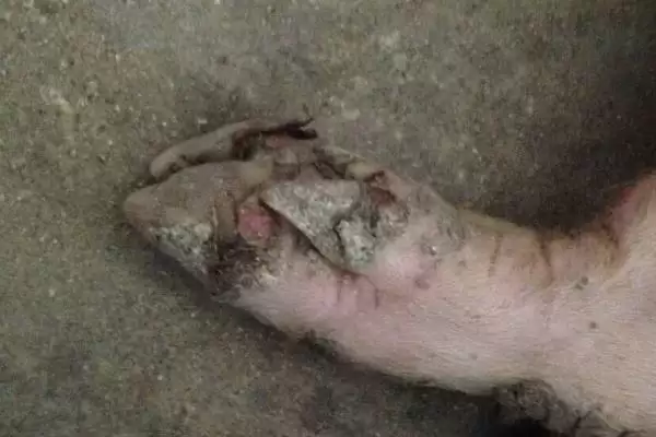 治疗小猪口蹄疫的方法和重点?养猪要做好哪些疫病治疗细节?插图7 治疗小猪口蹄疫的方法和重点?养猪要做好哪些疫病治疗细节?插图7