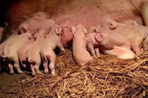 母猪一般晚上几点会产仔呢,母猪产仔大多集中在凌晨或上午时间段插图3
