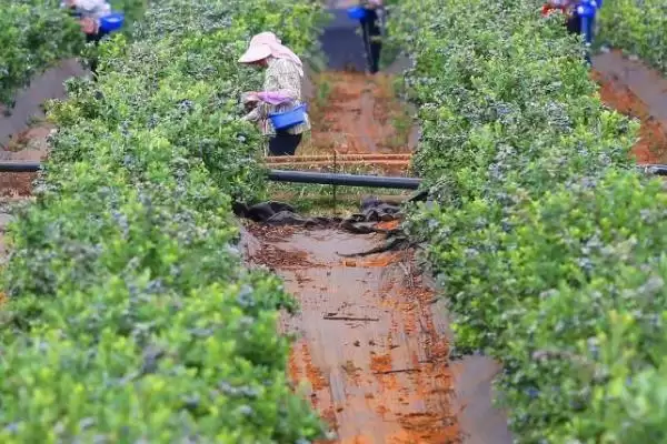 蓝莓蛴螬的防治方法 ,用杀虫灯诱杀蓝莓蛴螬效果如何?插图1 蓝莓蛴螬的防治方法 ,用杀虫灯诱杀蓝莓蛴螬效果如何?插图1