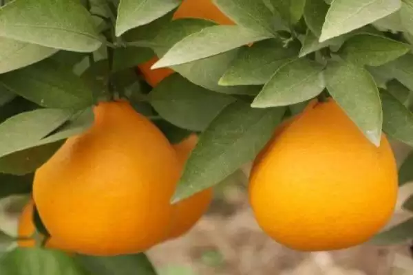 明日见和有何品种特性呢 ,明日见品种的甜度特别高是其特点插图5 明日见和有何品种特性呢 ,明日见品种的甜度特别高是其特点插图5