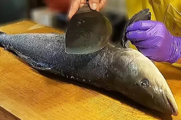 军曹鱼的简介 ,军曹鱼是一种怎样的鱼类统称呢？插图3