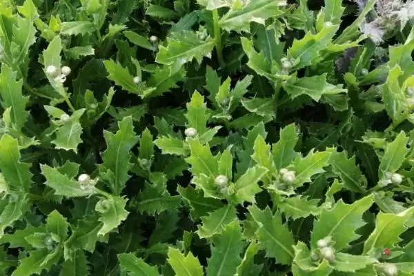 图片[2]-小蓟植物属性的要点和解读？解读小蓟植物属性需注意什么？-会东网