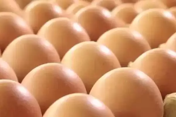 判断鸡蛋是否变质的方法和重点?养鸡要做好哪些蛋类品质把控?插图1 判断鸡蛋是否变质的方法和重点?养鸡要做好哪些蛋类品质把控?插图1
