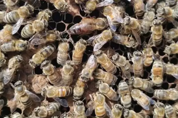 图片[4]-意蜂王多少钱一只，价格受颜色和产蜜能力的影响-会东网
