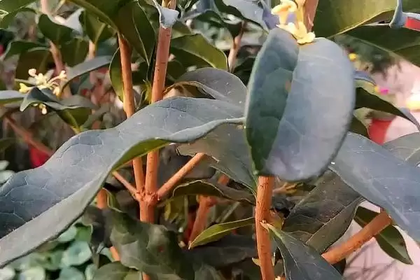 图片[6]-扦插桂花注意要点：20天左右长根的操作技巧-会东网