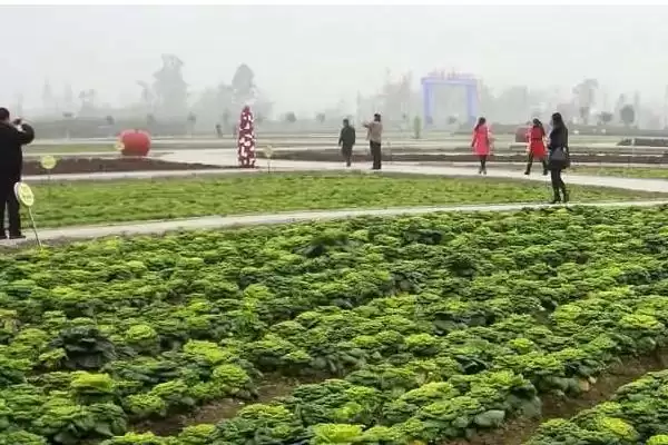 注册家庭农场条件及办理方法和重点？养猪要做好哪些农场开办细节？插图3