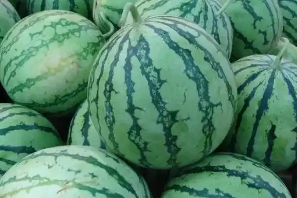 探寻中国哪里产出西瓜味道好的方法和重点？找味道好西瓜产地要做好哪些细节？插图6