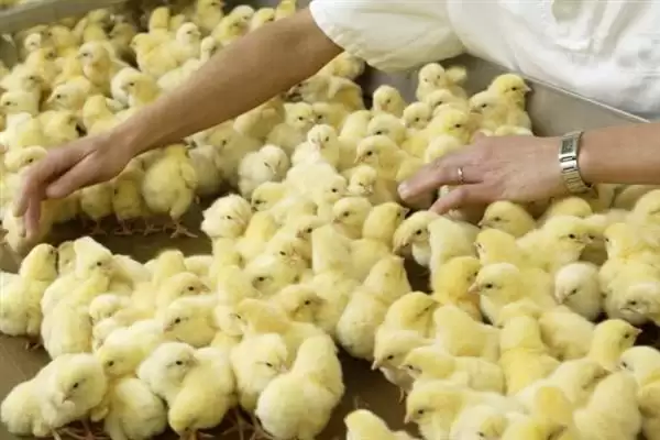 分辨小鸡公母方法的方法和重点？养鸡要做好哪些性别辨别工作？插图6