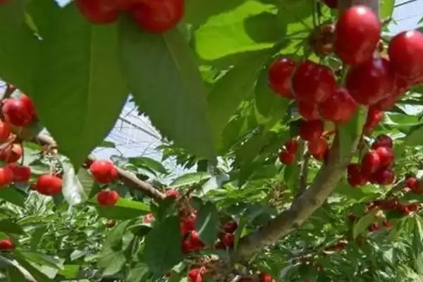 适合在北方种植的果树有哪些，桃、李、苹果和杮子等品种均可栽培插图1