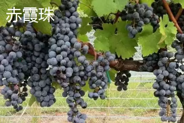 图片[5]-葡萄酒酿制全攻略：采摘后多道工序的醇香之旅-会东网