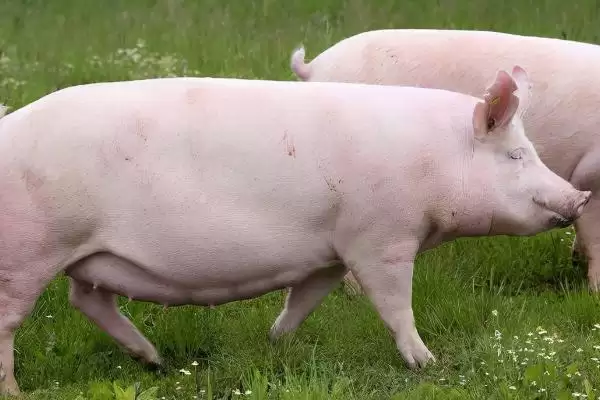 母猪呕吐的原因和治疗方式有哪些呢,母猪呕吐因饲料发霉、寄生虫等可治疗插图3