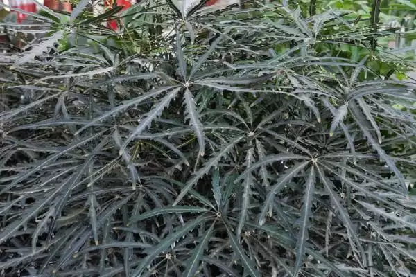 图片[5]-养孔雀木的方法和重点？养孔雀木要做好哪些细节？-会东网