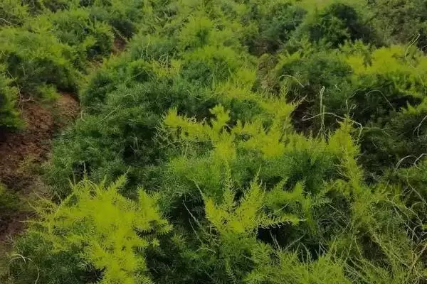 图片[11]-天门冬的种植技术？种植天门冬要遵循哪些科学的种植方法和管理要点？-会东网