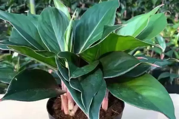 图片[4]-了解植物叶片均衡生长要素的方法和重点？了解植物叶片均衡生长要素要做好哪些细节？-会东网