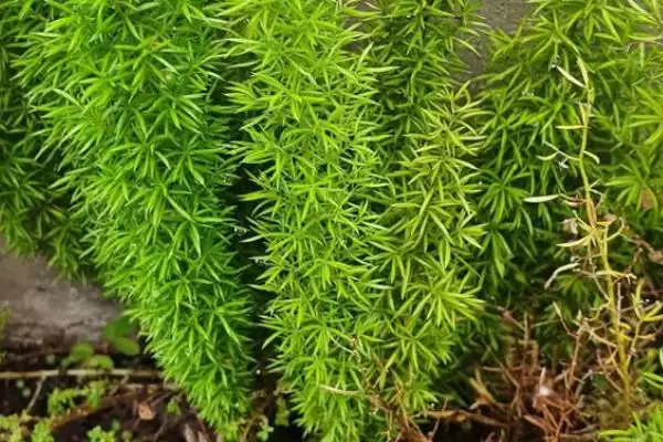 图片[3]-天门冬的种植技术？种植天门冬要遵循哪些科学的种植方法和管理要点？-会东网
