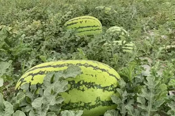 西瓜主蔓与侧蔓留瓜的方法和重点?西瓜留瓜要做好哪些细节?插图3 西瓜主蔓与侧蔓留瓜的方法和重点?西瓜留瓜要做好哪些细节?插图3