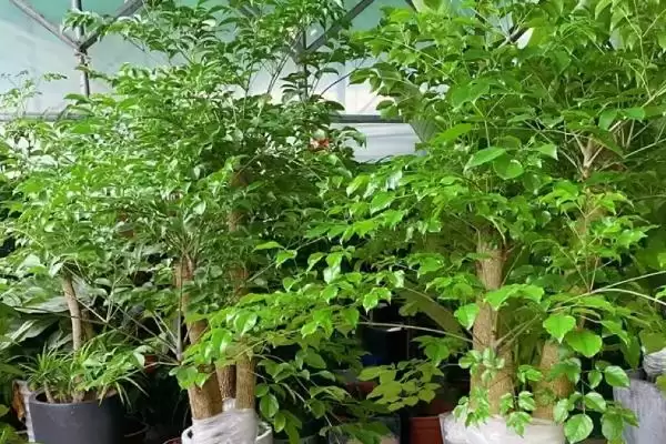 图片[2]-处理幸福树掉枝的方法和重点？处理幸福树掉枝要做好哪些细节？-会东网