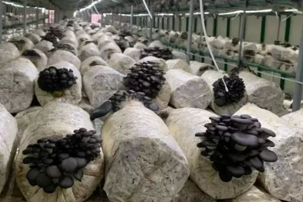 图片[2]-平菇在家种植攻略：菌包放在阴凉处的科学依据-会东网