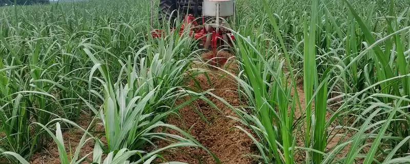 掌握栽培甘蔗方法的方法和重点？掌握栽培甘蔗方法要做好哪些细节？-会东网