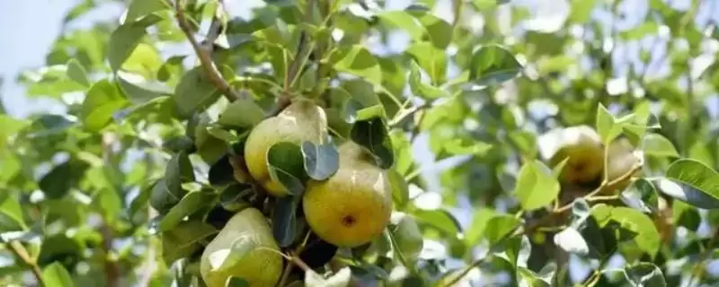 梨树休眠期的管理办法 ,梨树休眠期为何是冬剪整形佳时？-会东网