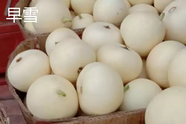 了解甜瓜品种的方法和重点？认识甜瓜品种要做好哪些细节？插图8