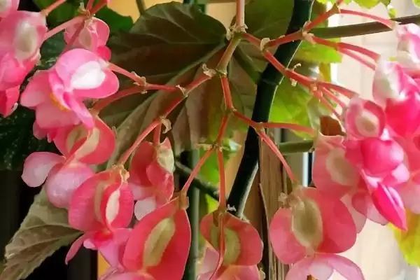 图片[4]-竹节海棠不开花的原因和解决要点？解决竹节海棠不开花需注意什么？-会东网