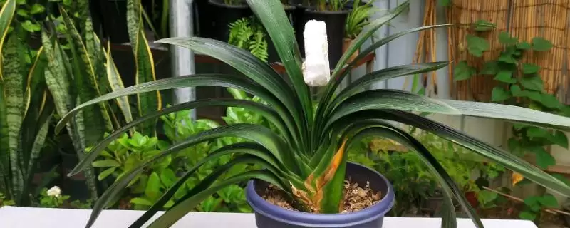 君子兰烂根的原因及防治 ,怎样综合防治君子兰烂根问题呢？-会东网