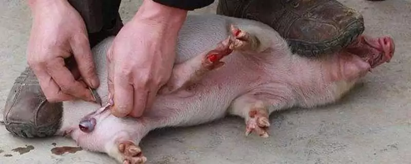 劁猪和骟猪的区别剖析：手术部位不同的本质差异-会东网