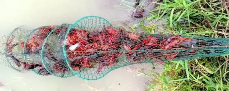 秋天捕龙虾攻略:浅水区捕获小龙虾的时机与技巧-会东网