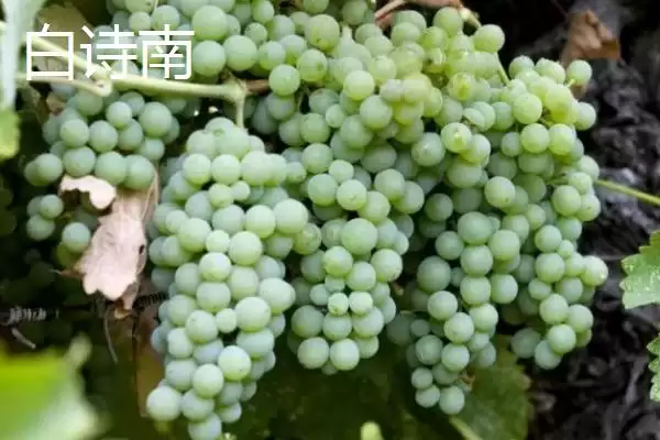 图片[10]-葡萄酒酿制全攻略：采摘后多道工序的醇香之旅-会东网