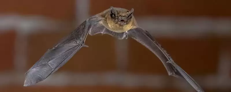 避免养殖场内出现蝙蝠的方法和重点？养猪要做好哪些养殖环境管理细节？-会东网