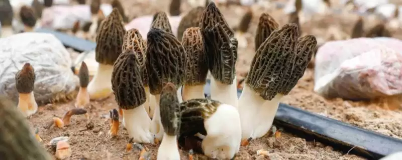 种植羊肚菌的方法和重点？种植羊肚菌要做好哪些细节？-会东网
