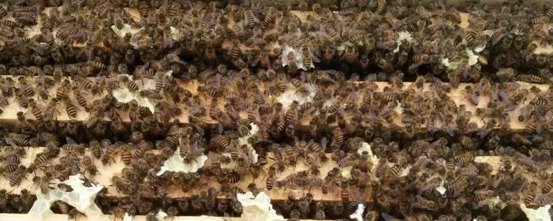 新手养蜂如何避免蜂群逃跑,使用无异味的蜂箱可让蜂群安定-会东网