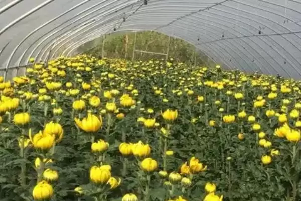 图片[4]-菊花室内越冬方法 ,菊花在室内越冬要做好什么措施？-会东网