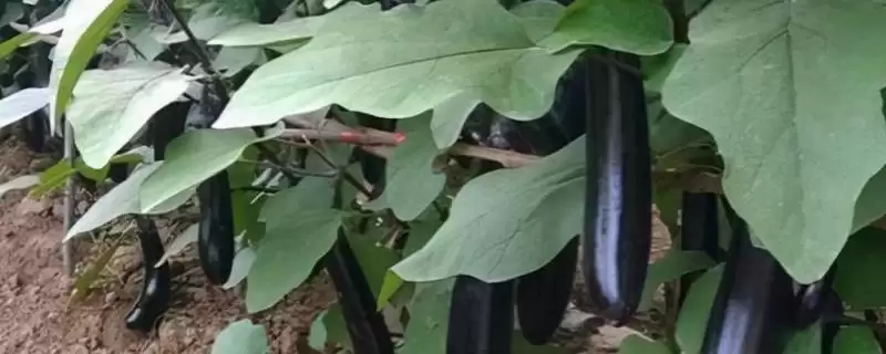 茄子高温季节施氮肥要点：控制施用量的关键因素-会东网