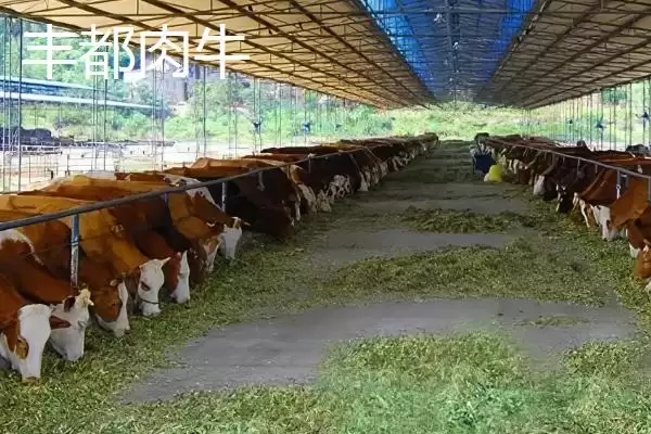 了解重庆市丰都县特产的方法和重点?养猪与当地特产产业有哪些关联细节?插图3 了解重庆市丰都县特产的方法和重点?养猪与当地特产产业有哪些关联细节?插图3