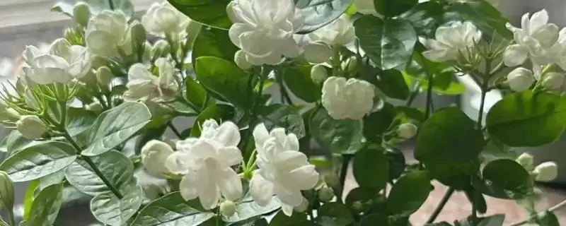 适合家庭养的花有哪些？选择适合家庭养殖的花要考虑哪些环境及养护要点？-会东网