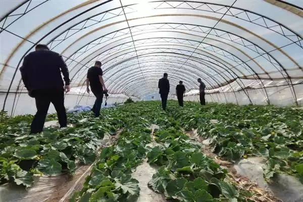 种植甜瓜防治烂瓜有啥方法和重点？种甜瓜要做好哪些细节？插图5