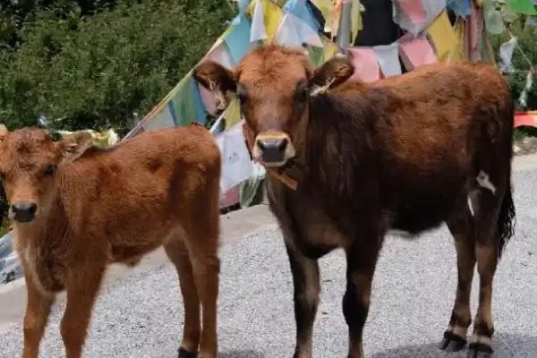 家畜饲养的情况,大多数企业都处于传统粗放型的发展状态插图3 家畜饲养的情况,大多数企业都处于传统粗放型的发展状态插图3