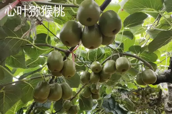 图片[7]-软枣猕猴桃的产地？了解软枣猕猴桃产地要知晓哪些地域信息？-会东网