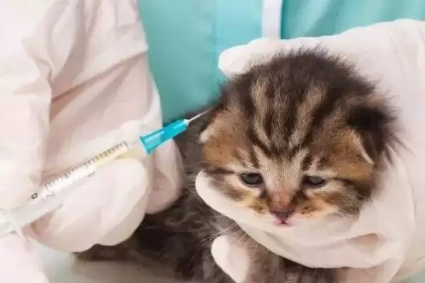 猫咪感冒了有哪些具体症状 ,猫咪感冒常频繁打喷嚏流清涕插图1 猫咪感冒了有哪些具体症状 ,猫咪感冒常频繁打喷嚏流清涕插图1